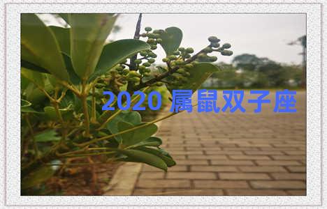 2020 属鼠双子座